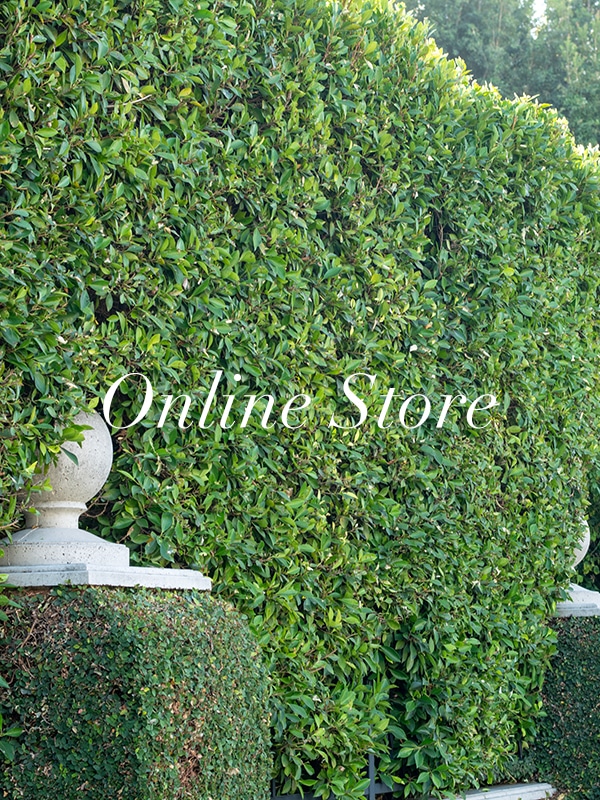 Online Store